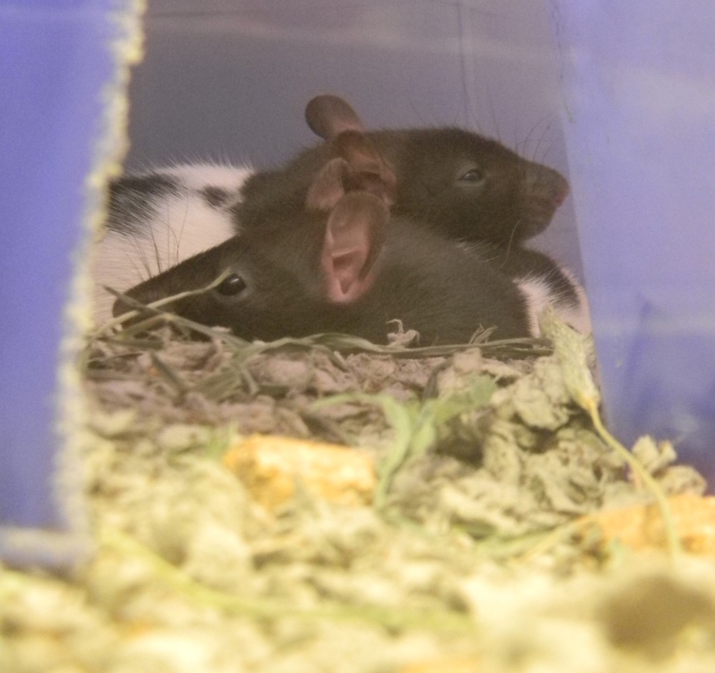 Rats at Pet Store by sfeldphotos