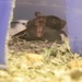 Rats at Pet Store by sfeldphotos