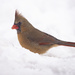 Cardinal in the snow by fayefaye