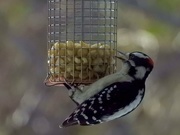 19th Jan 2020 - Hairy woodpecker