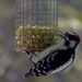 Hairy woodpecker by amyk