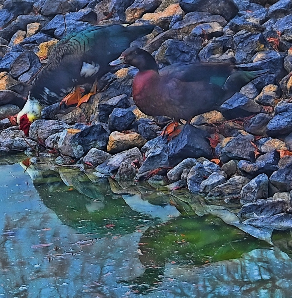 Duck Water  by joysfocus