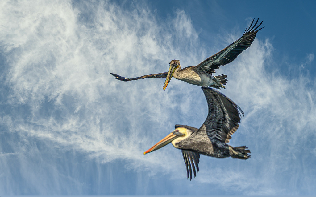 Pelican Buddies in Flight by taffy