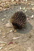 18th Jan 2020 - Echidna