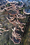 13th Jan 2020 - 230 Cascading fungus