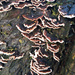 230 Cascading fungus by angelar