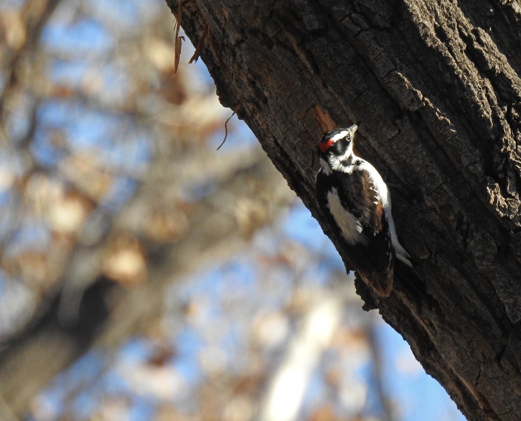 Woodpecker by janeandcharlie