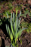 19th Jan 2020 - Almost A Daffodil