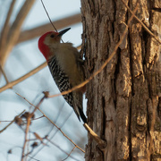 20th Jan 2020 - red-bellied woodpecker