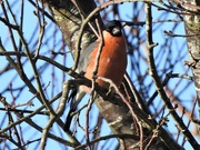 20th Jan 2020 -  Bullfinch not quite in the Garden 