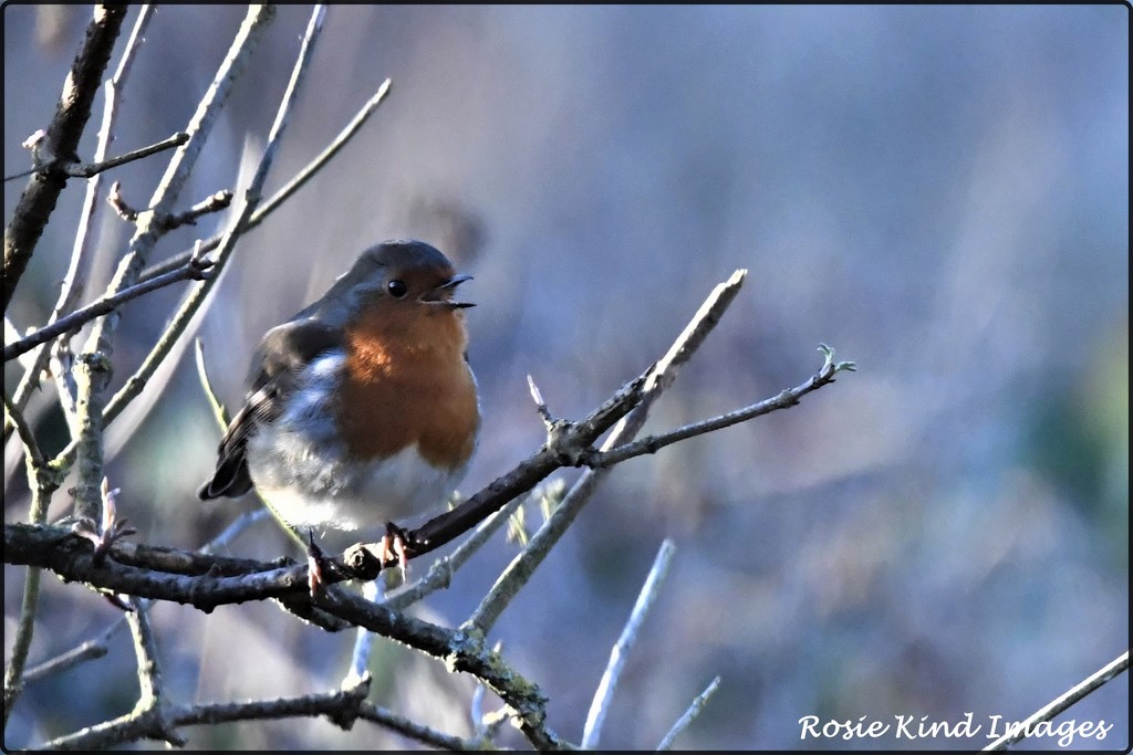 Singing robin by rosiekind