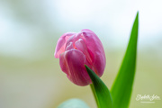 20th Jan 2020 - Pink tulip