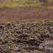 more mud... by christophercox