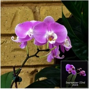 21st Jan 2020 - My Orchid Is Still Flowering 