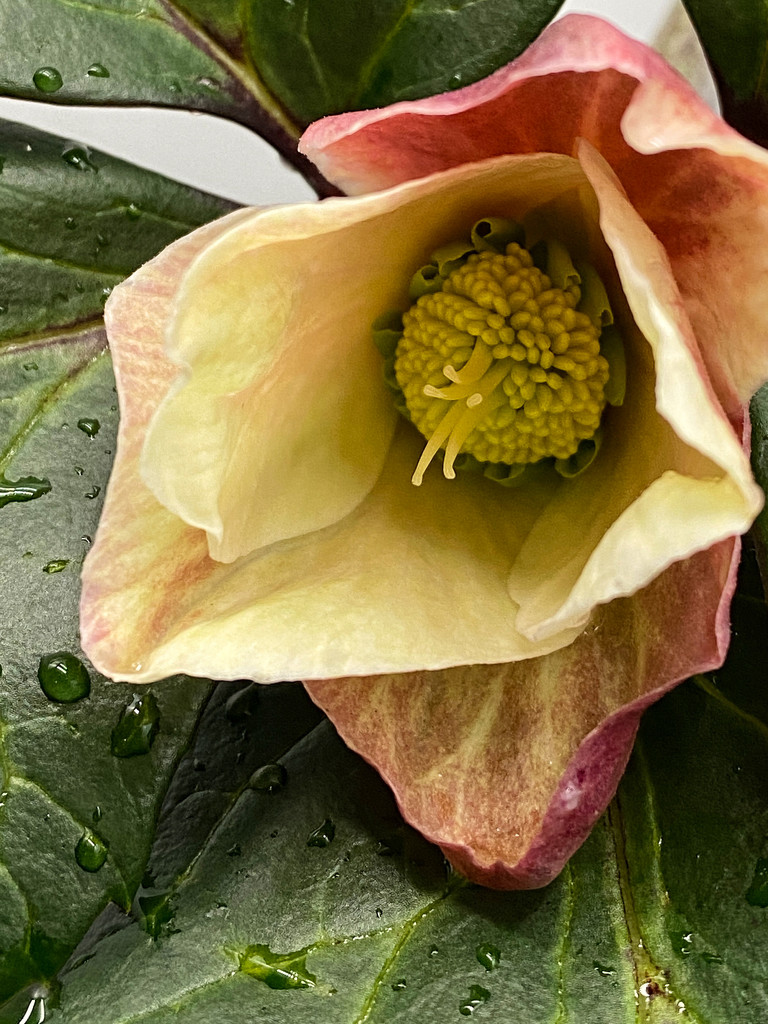 Hellebore brightening this foggy day by shutterbug49