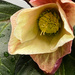 Hellebore brightening this foggy day by shutterbug49