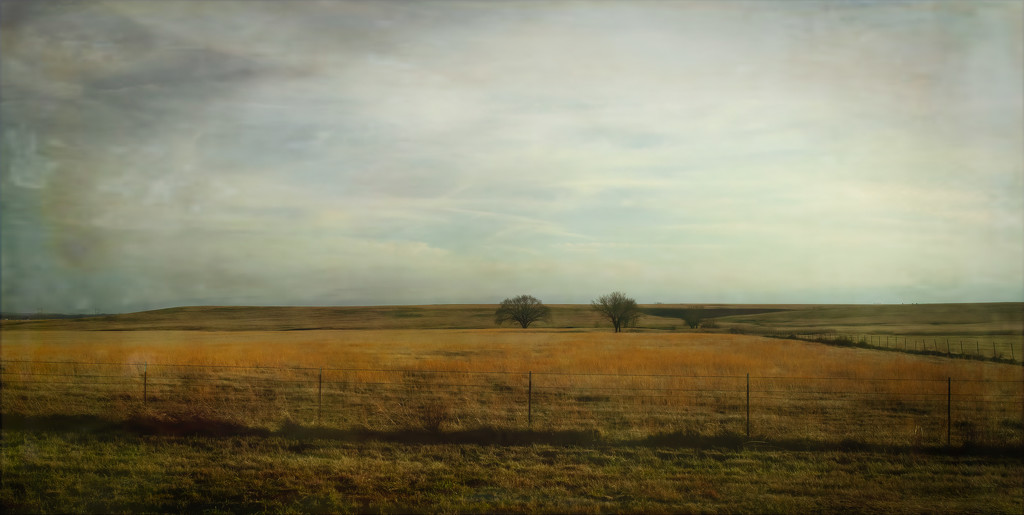 Prairie Grass by samae
