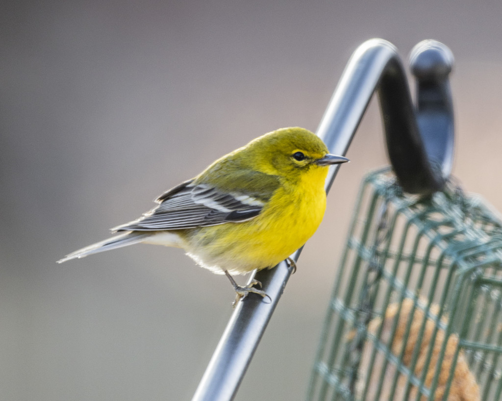 Yellow Finch by kvphoto
