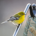 Yellow Finch by kvphoto