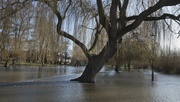 19th Jan 2020 - Burst Banks of the Great Ouse