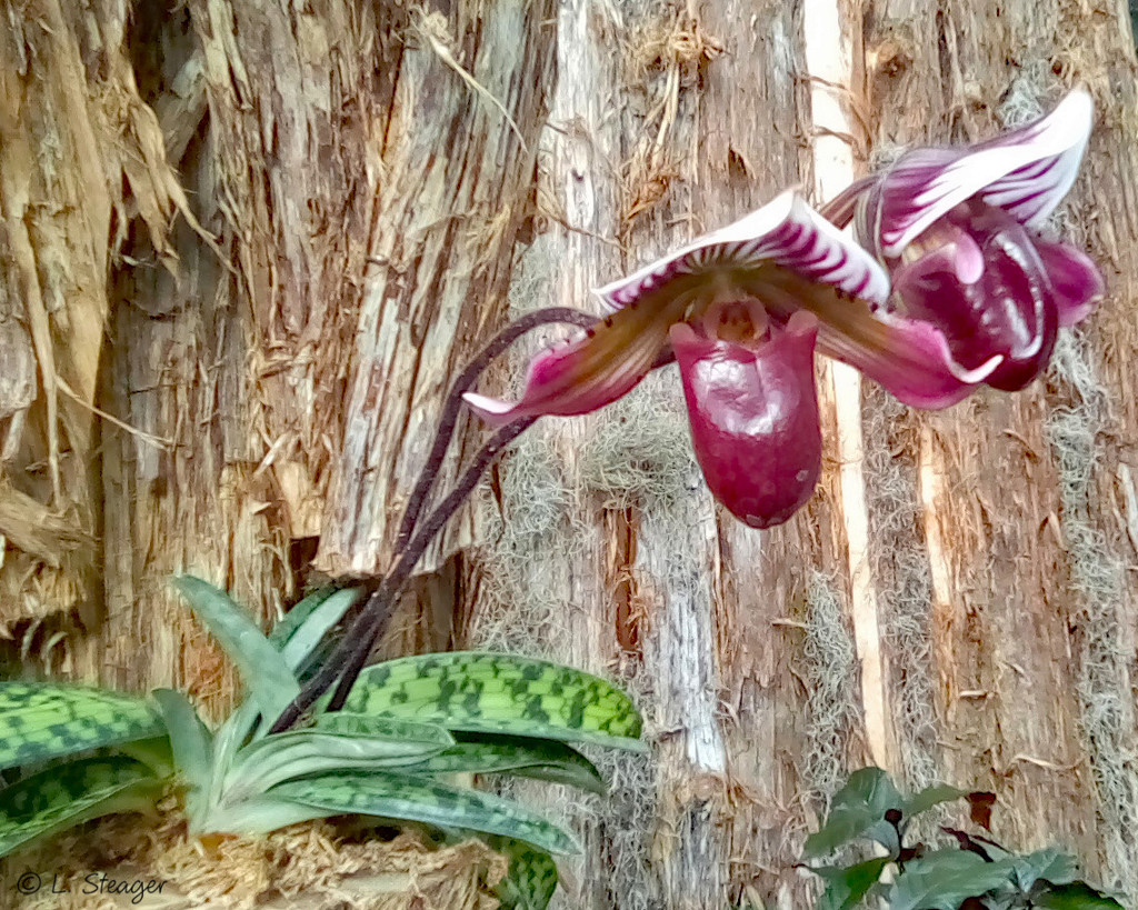 Orchid 2 by larrysphotos