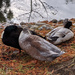 Two Ducks a Ducking by fotoblah