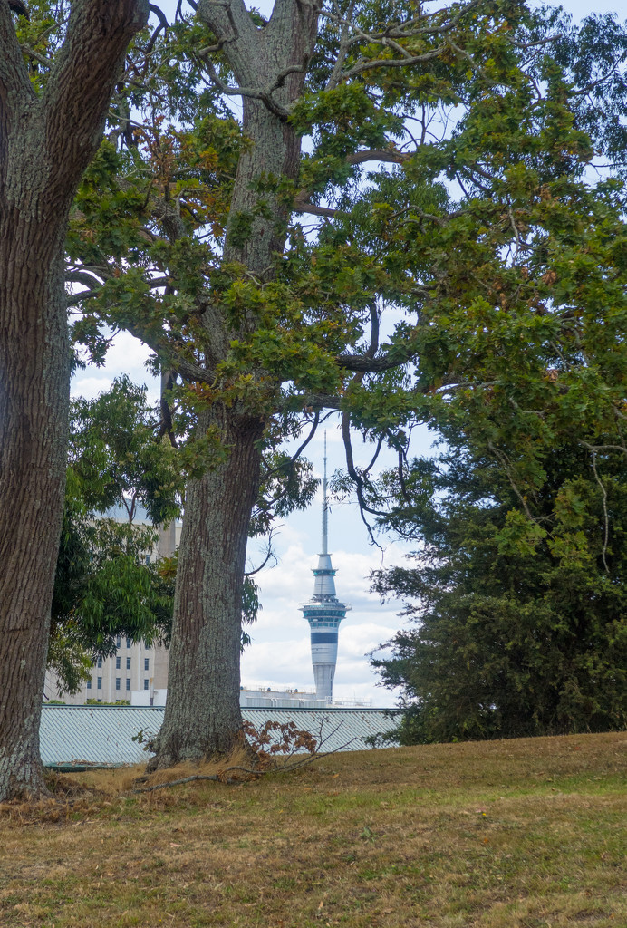 Sky City tower between the Trees by creative_shots