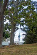 4th Sep 2019 - Sky City tower between the Trees