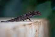 20th Jan 2020 - Puerto Rican Crested Anole