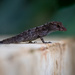 Puerto Rican Crested Anole by nicoleweg