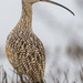 Long-billed Curlew in the Fog