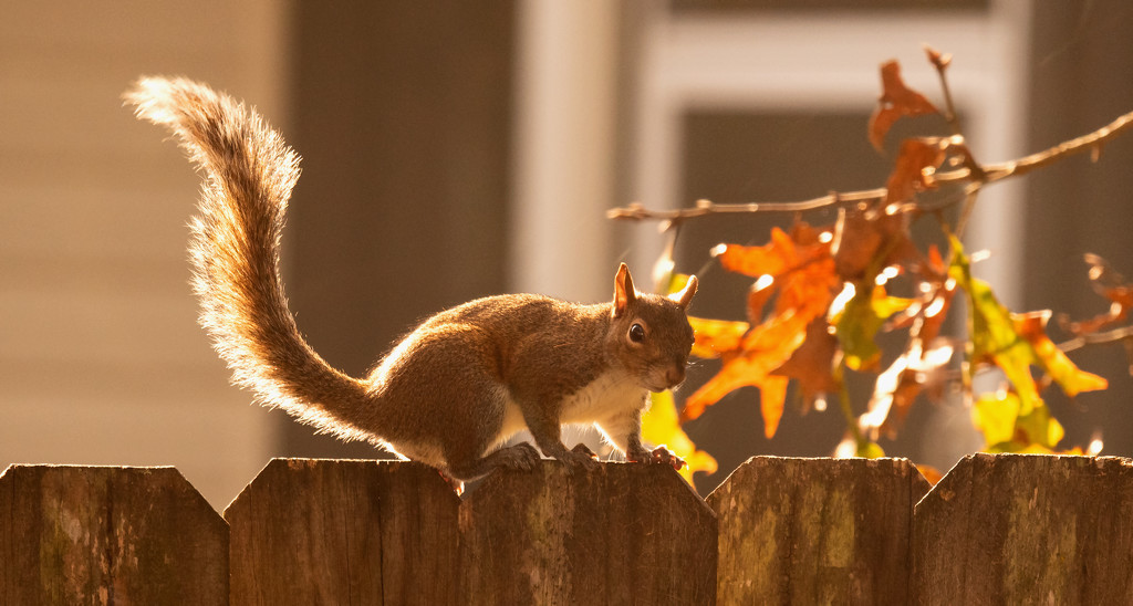 Squirrel Showing Off it's Tail! by rickster549
