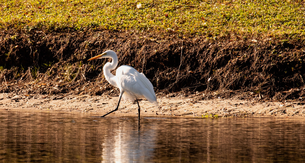 Egret on the Get-a-Way! by rickster549
