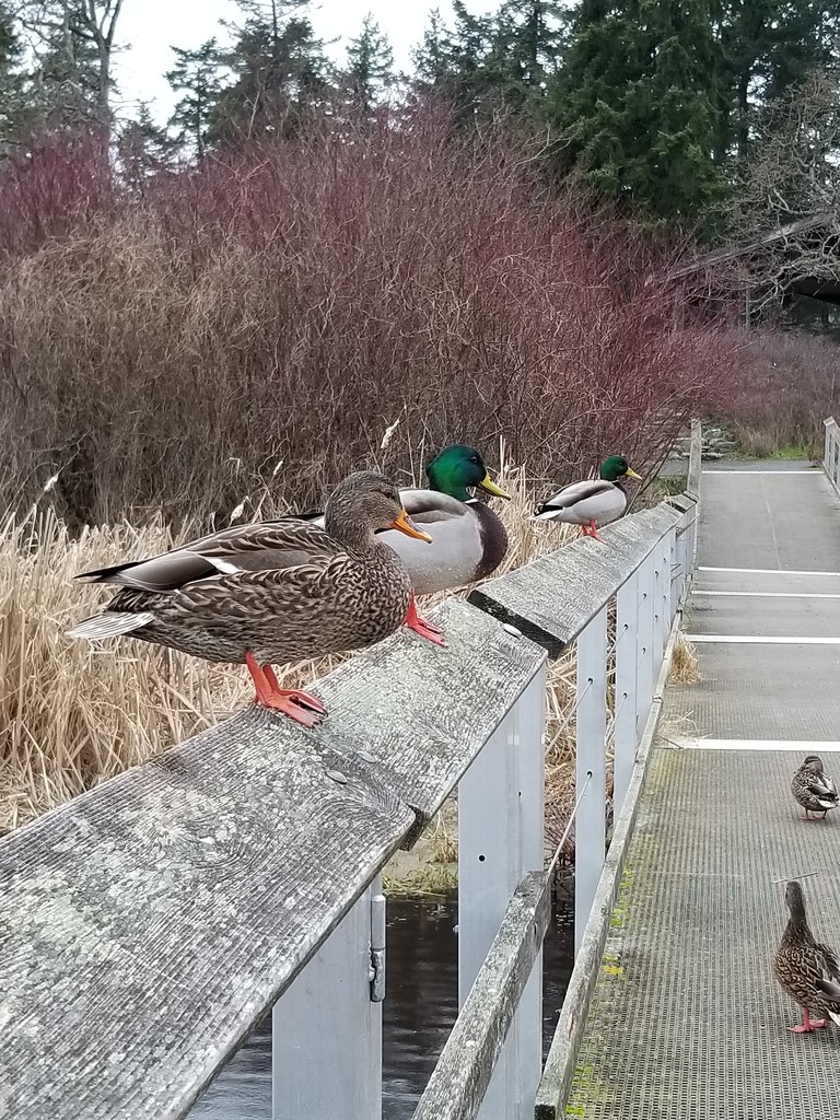 Ducks in a Row by kimmer50