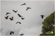 12th Jan 2020 - A flock of black Cockatoos birds