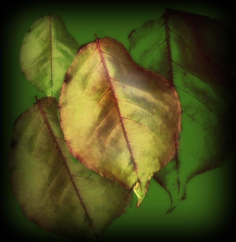 A leaf's day.. by maggiemae