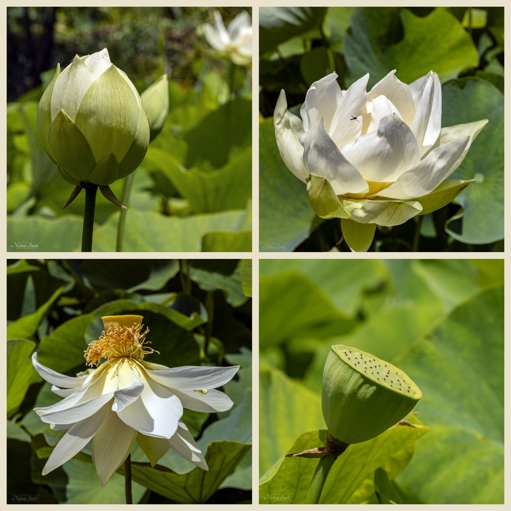 Life Cycle of a Lotus Lily by nickspicsnz