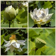 19th Jan 2020 - Life Cycle of a Lotus Lily