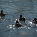 Departing Ducks by bigdad
