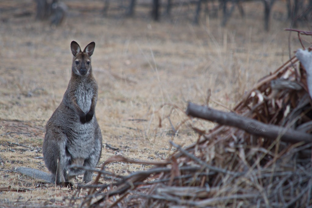 Wallaby by kgolab