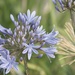 January Series - A month of Agapanthus (21) by kgolab