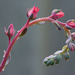 My Echeveria Is Flowering_DSC9815 by merrelyn
