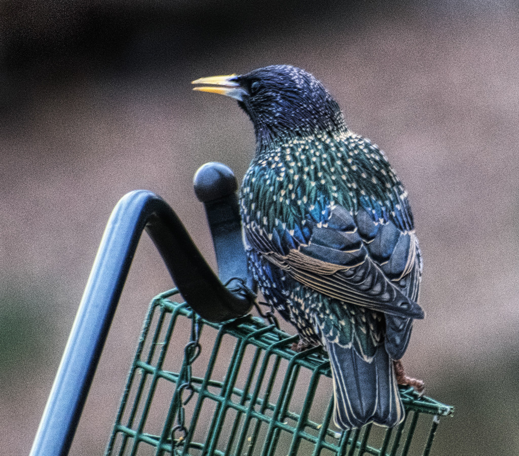 Starling by k9photo