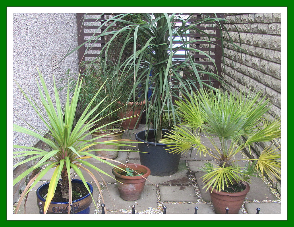Outdoor plants in a neighbour's front garden.. by grace55