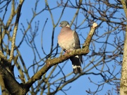 21st Jan 2020 - Just a Pigeon 