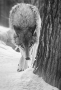 20th Jan 2020 - The Slinking Grey Wolf