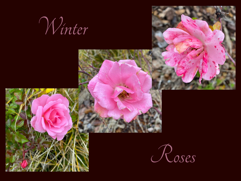 Winter Roses by shutterbug49