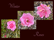 21st Jan 2020 - Winter Roses