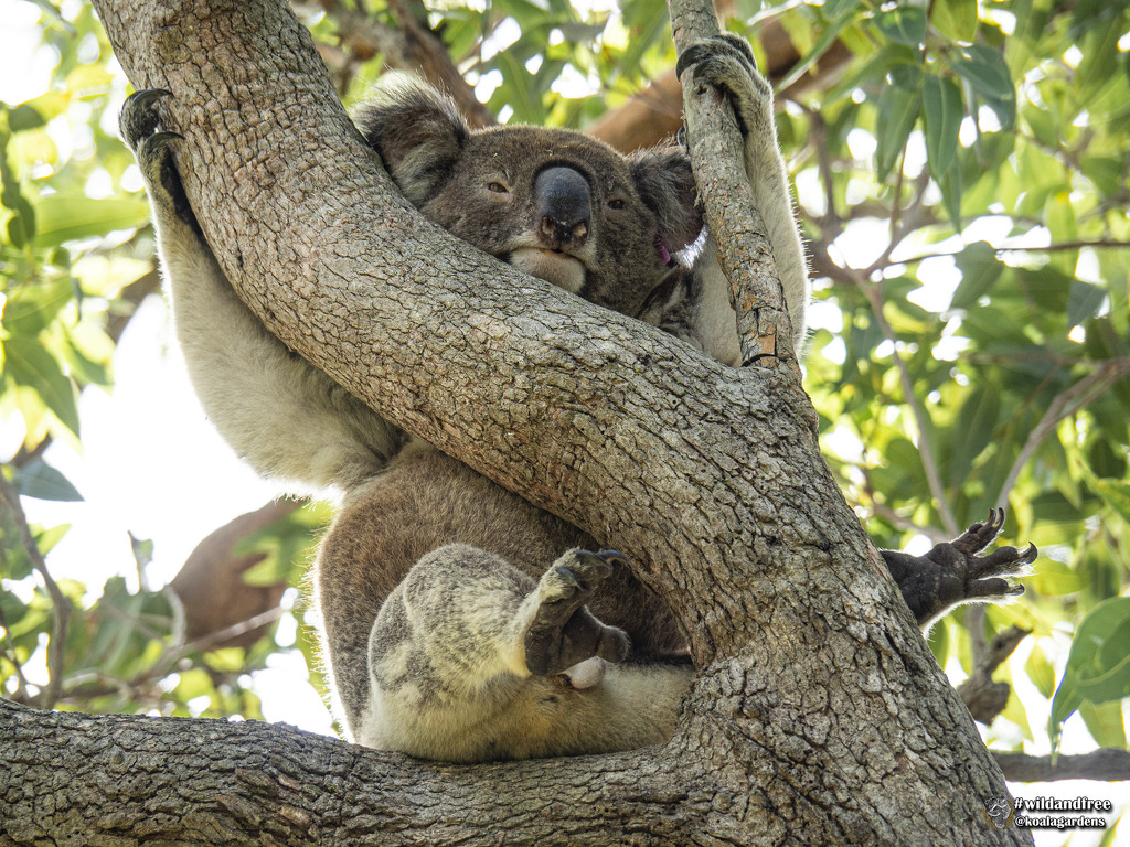 beat the aussie heat - koala style by koalagardens