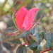 Rosebud on Bush by sfeldphotos